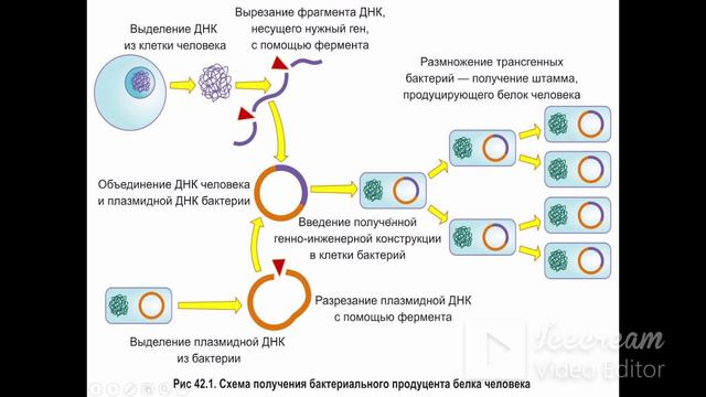 4. Генетика развития. Эра геномики. Фармакогенетика смотреть онлайн