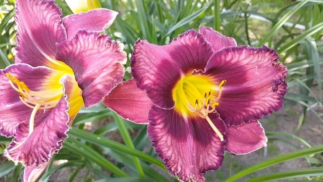 Лилейник Форготтен Дримс . Hemerocallis Forgotten Dreams . смотреть онлайн