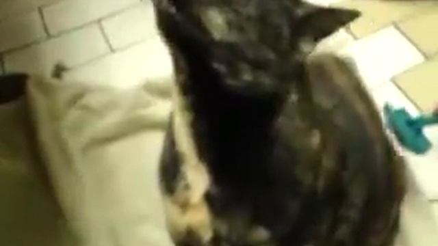 Кот вызывает сатану Звук ОБЯЗАТЕЛЕН! смотреть онлайн