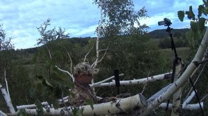 Дунул в манок - рогачи набежали//Охота в горах Алтая на самца косули на гону//Каждому свой трофей