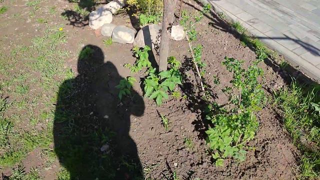 Что стало с плодовыми деревьями после пересадки по методике компании. Ссылка на видео про посадку 👇 смотреть онлайн