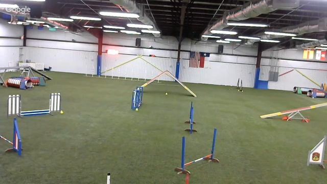 dog gone fun agility 8/6 смотреть онлайн