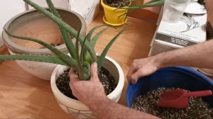 Алоэ вера пересадка. Комнатные растения. Суккуленты.