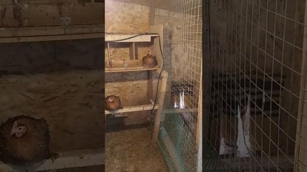 Ayam ketawa смеющиеся куры!