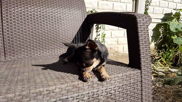 мамочка Жасмин греется на солнышке питомник чихуахуа Кастропуло Крым Симферополь