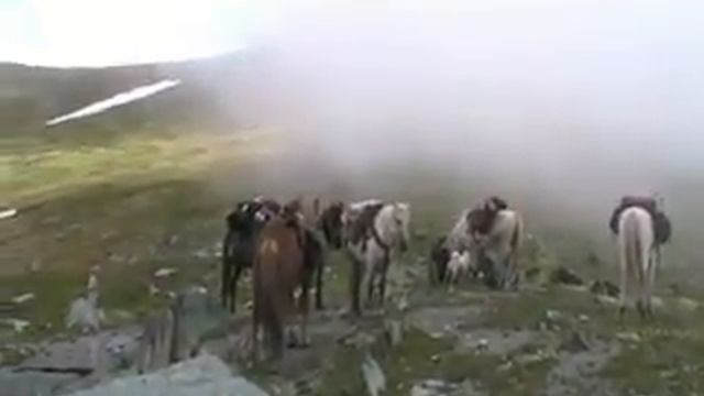 БЕЛУХА 2010 (PART II) смотреть онлайн