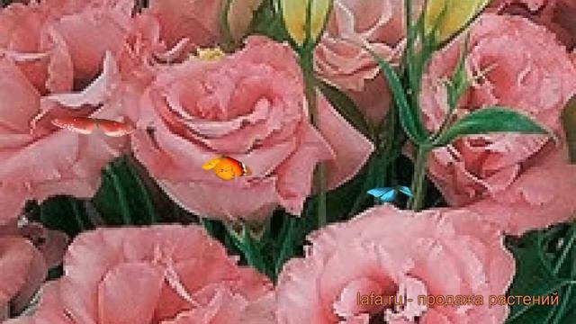 Эустома обыкновенная Роуз ? обыкновенная эустома Роуз обзор: как сажать, семена эустомы Роуз смотреть онлайн