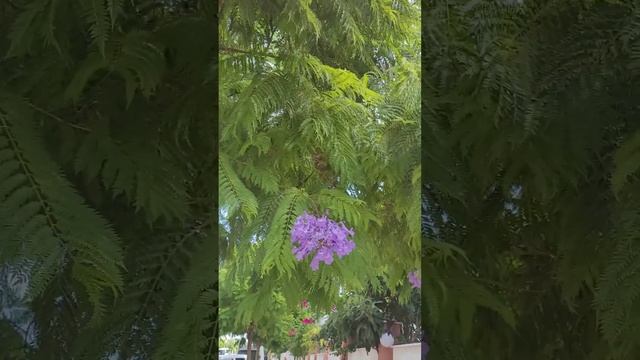 Жакаранда в Анталии смотреть онлайн