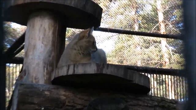 Камышовые котята выросли 09.10.2021 смотреть онлайн