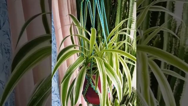 Вязание Макраме Домодедово Подвесное Кашпо макраме, Декор детской Макраме на заказ Купить макраме↙️ смотреть онлайн