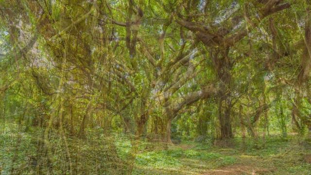 8 HRS Tropical Ambience - Exotic Birds Chirping In Tropical Forest - Nature Soundscape - 4K UHD