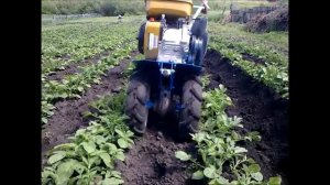 Окучивание картошки мотоблоком Нева мб23 с одиночным окучником