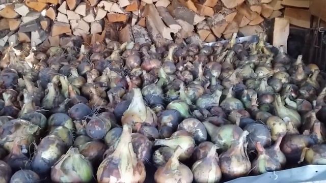 СОБРАЛИ ЛУК И ЧЕСНОК // ЖИЗНЬ В ДЕРЕВНЕ смотреть онлайн