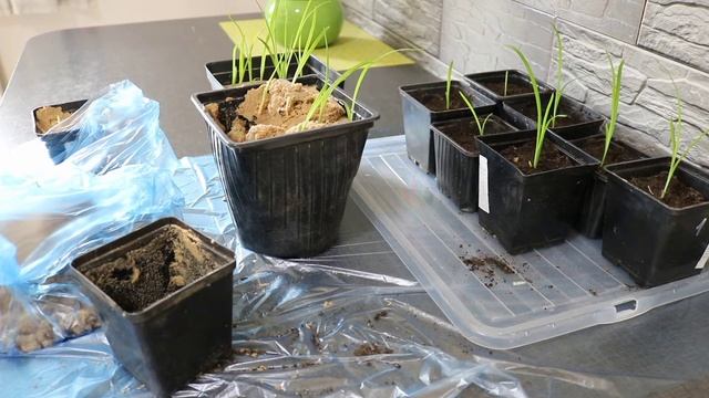 ПЕРЕСАДКА РАССАДЫ ЛИЛЕЙНИКА В ГРУНТ. смотреть онлайн