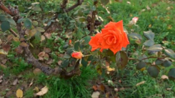 Orange rose plant || Rose lover || Orange lovers