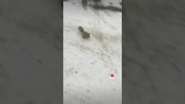 белочка❤️❤️❤️