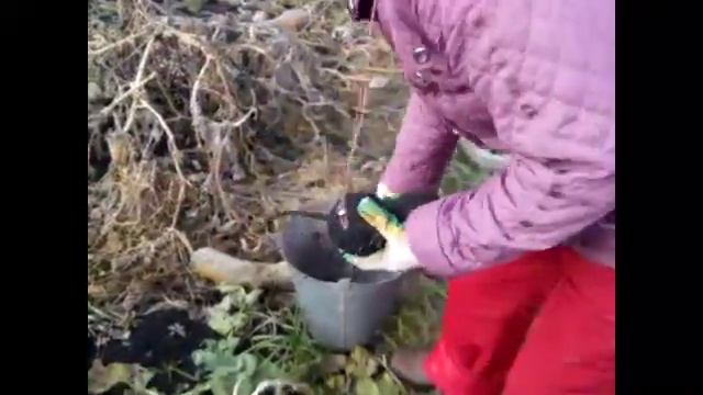 урожай редьки черной смотреть онлайн