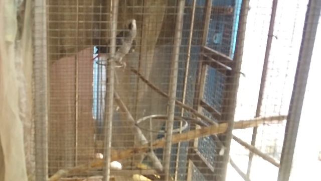 parrot singing||funny bird say ||hello hello #suna a african grey #Talking parrot#parrot singing смотреть онлайн