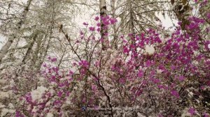 Природа Забайкалья