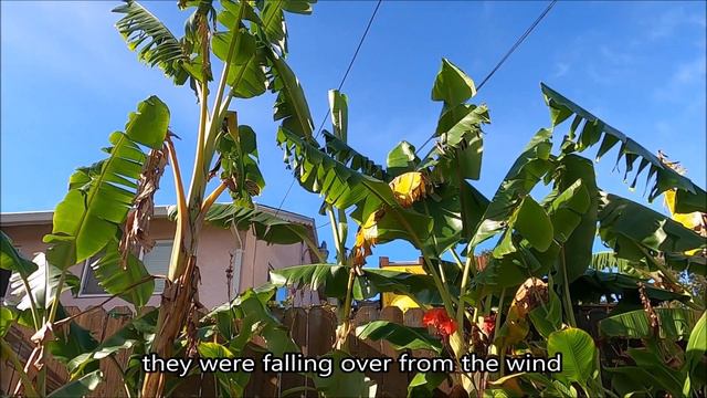 Did the Cyathea Cooperi Survive? Tropical Garden Tour of Alocasia, Colocasia, Canna Lily & Bananas смотреть онлайн