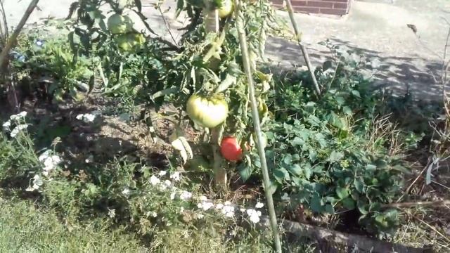 Синьор Помидор смотреть онлайн