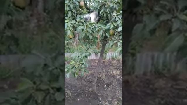 Пропала кошечка. г. Майкоп. Пожалуйста если кто-то её видел или знает где она находится сообщите. смотреть онлайн