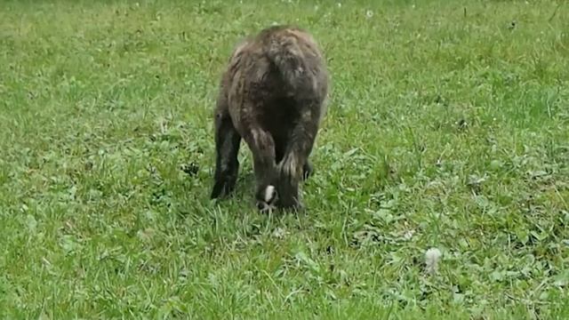 Щенки алабая в п-ке "ТААЖЫДАР" . + 7 996 231 65 36 Viber, WhatsApp. смотреть онлайн