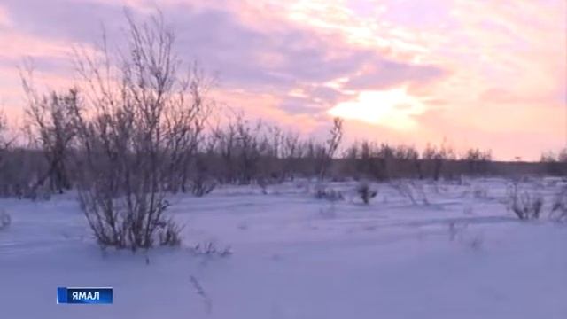 ЯМАЛ ЗИМНИЙ УЧЕТ ЖИВОТНЫХ смотреть онлайн