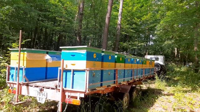 Мед з липи вже скоро. смотреть онлайн