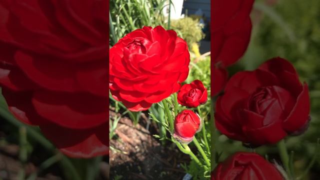 The Ranunculus are in Bloom смотреть онлайн