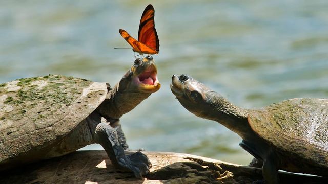 What Does a Turtle Spirit Animal Mean and Symbolize? смотреть онлайн