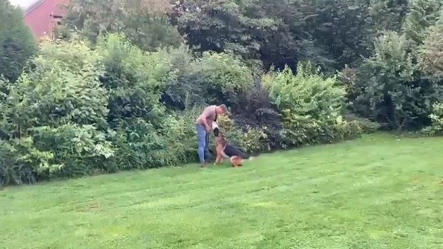 Maxx vom Larchenhain смотреть онлайн