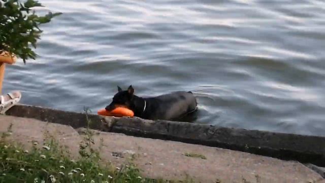 VLOG: значит гуляем мы, а тут... УТКИ смотреть онлайн