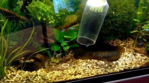 Как правильно чистить Грунт в Аквариуме. Аквариум для начинающих