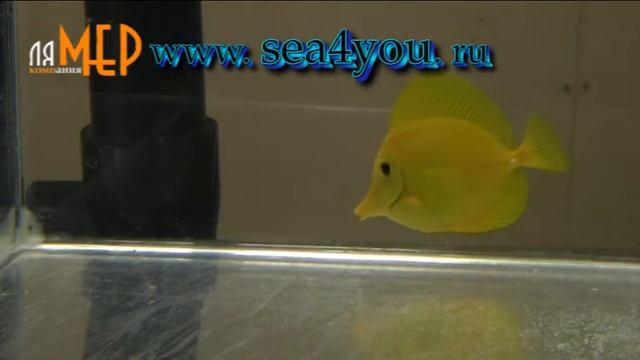 Sea4you.ru: Zebrasoma flavescens - Зебрасома жёлтая смотреть онлайн