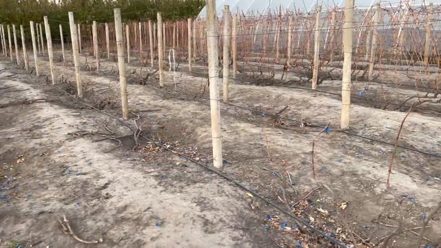 ? КАК ПОДГОТОВИТЬ ВИНОГРАД К ЗИМЕ? Обрезка, полив, обработка, укрытие Виноград не вымерзнет ? смотреть онлайн