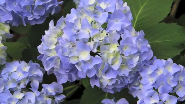 Blue Hyrdangea смотреть онлайн