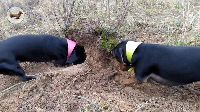 ТАКСА ^ ТАКСЫ ^ ТАКСА Собаки охотятся на мышей! ТАКСЫ 