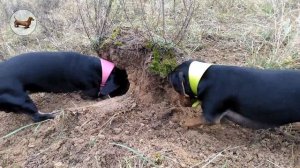 ТАКСА ^ ТАКСЫ ^ ТАКСА Собаки охотятся на мышей! ТАКСЫ "на охоте" роют норы :) ПОРОДА ТАКСА /собаки/