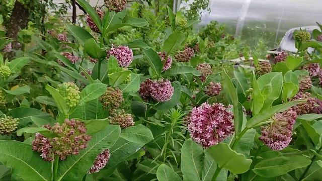 #ваточникрастение Ваточник сирийский. Что это? смотреть онлайн