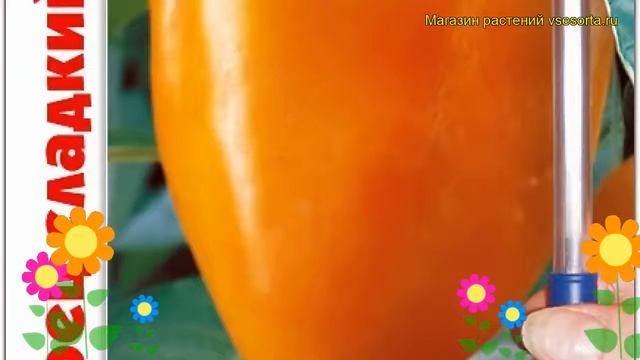 Перец сладкий Сфинкс F1. Краткий обзор, описание характеристик capsicum annuum Sfinks F1 смотреть онлайн