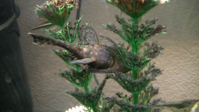 Анциструс обыкновенный (Ancistrus Dolichopterus) Сомик - трудяга!