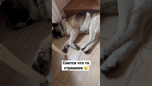 #акитаину #акита #akita #собака #другчеловека #americanakita #американскаяакита #horrorstories смотреть онлайн