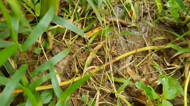 AGUSAN DEL SUR, ROSARIO || MANLAWIGAN PART 1 смотреть онлайн