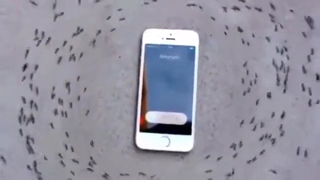 На видео муравьи маршируют вокруг айфона, который звонит смотреть онлайн