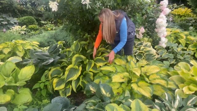 17 августа 2023 г.сад хост в Бийске. Крупные Хосты: Атлантис , Олд Глори, Саншайн Глори смотреть онлайн