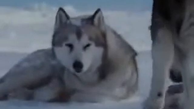 Трогательное видео про волка. Авторские стихи смотреть онлайн