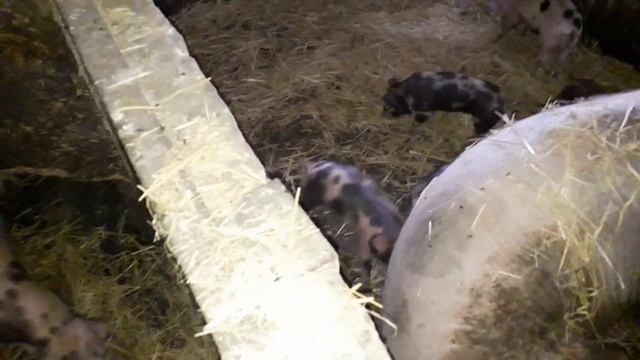 Обзор поросят йокшир +петрен. смотреть онлайн