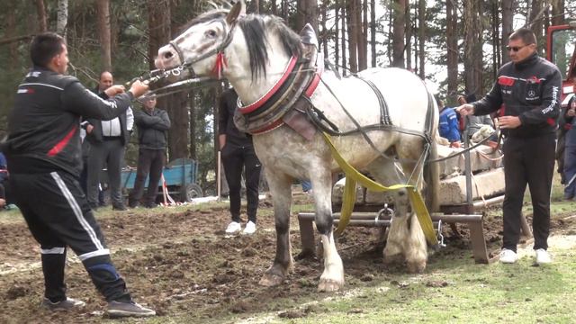 Антончани с възкръснал конен празник по Великден смотреть онлайн