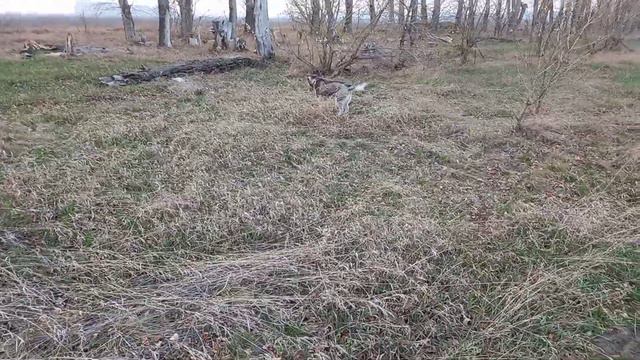 Хаски Юта - потеряшка или брошенная собака смотреть онлайн